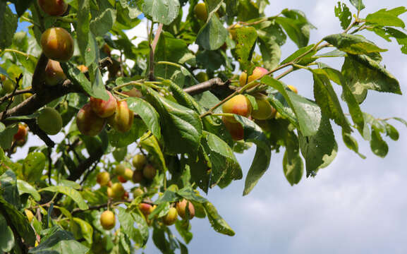 Image of European plum