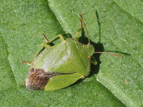 Image of Green shield bug