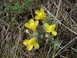 Image of Cymbaria