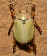 Image of goldsmith beetle