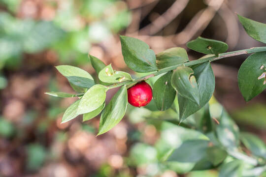 Image of Box Holly