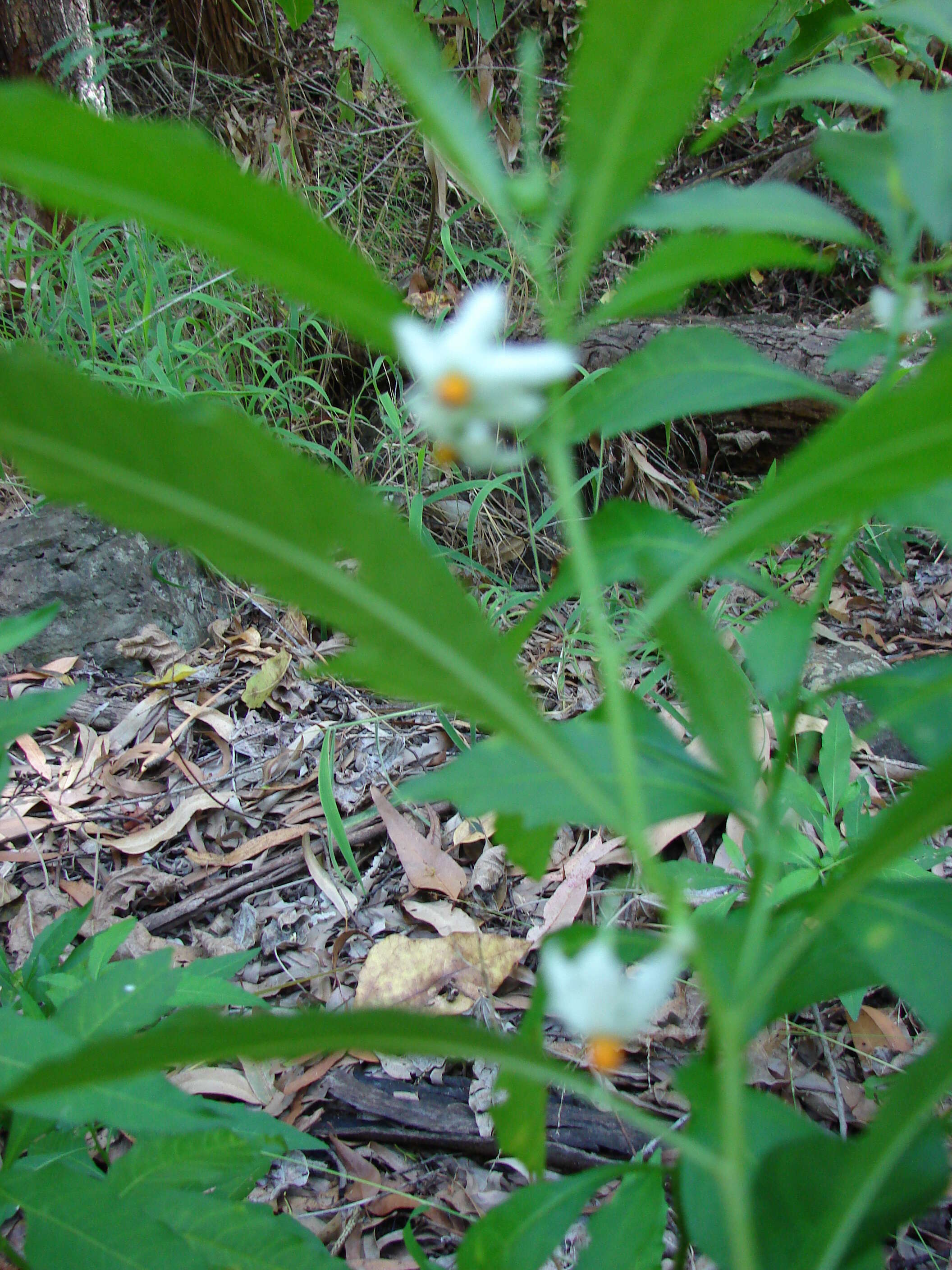 Image of Jerusalem Cherry