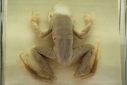 Image of Slender-fingered Bladder Frog