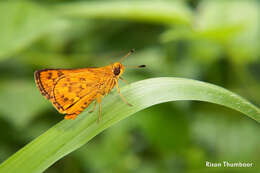 Image of Bush Hopper