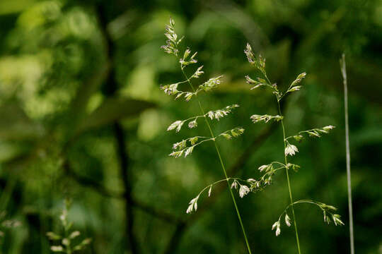 Image of Smooth Meadow-grass