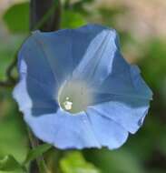 Image of Ivyleaf morning-glory