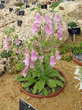 Imagem de Digitalis minor L.