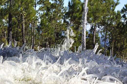 Image of Hispaniolan Pine