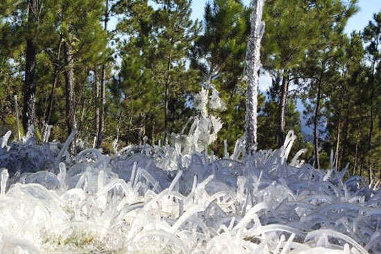 Image of Hispaniolan Pine