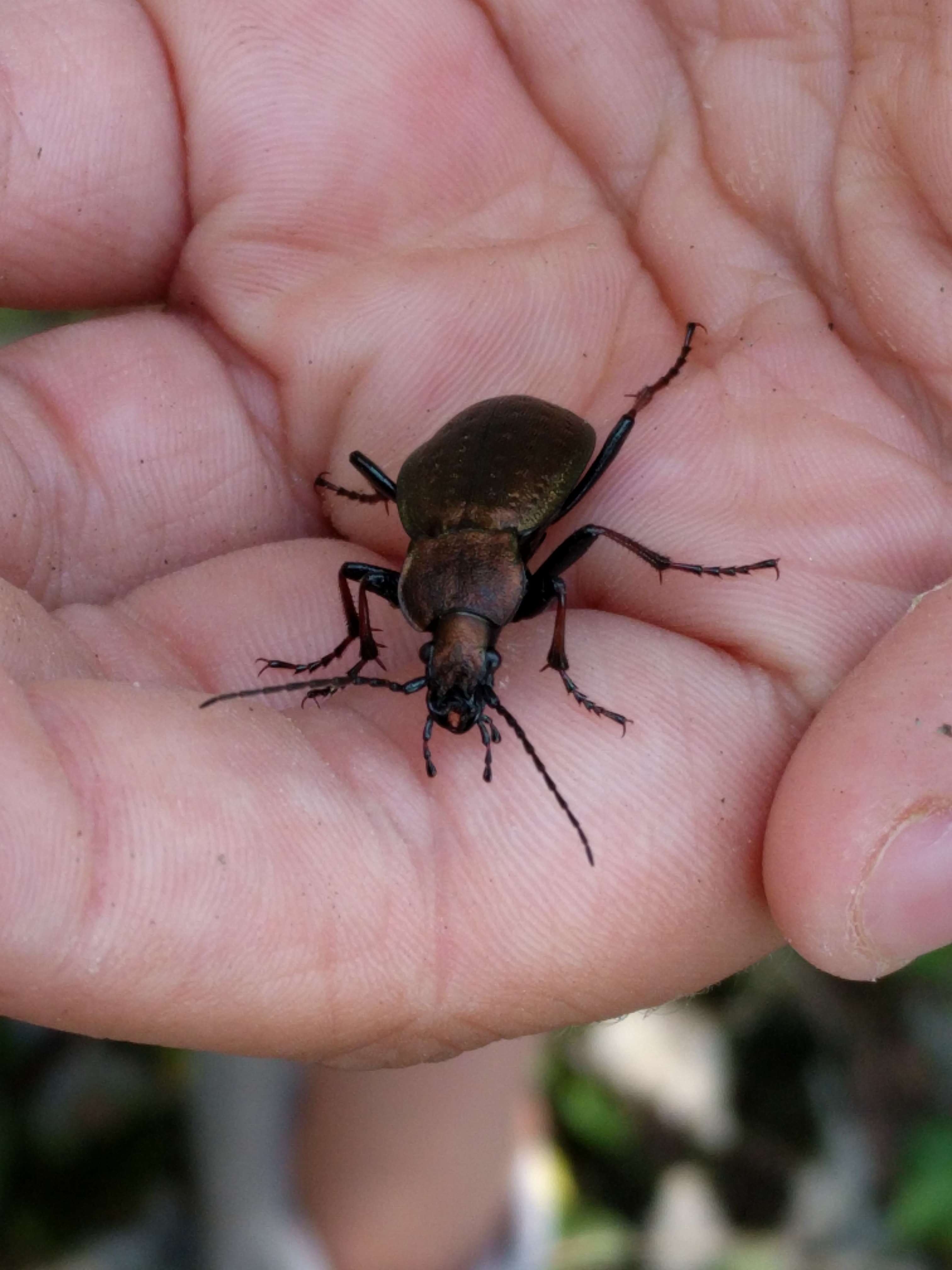 Image of Necklace Ground Beetle