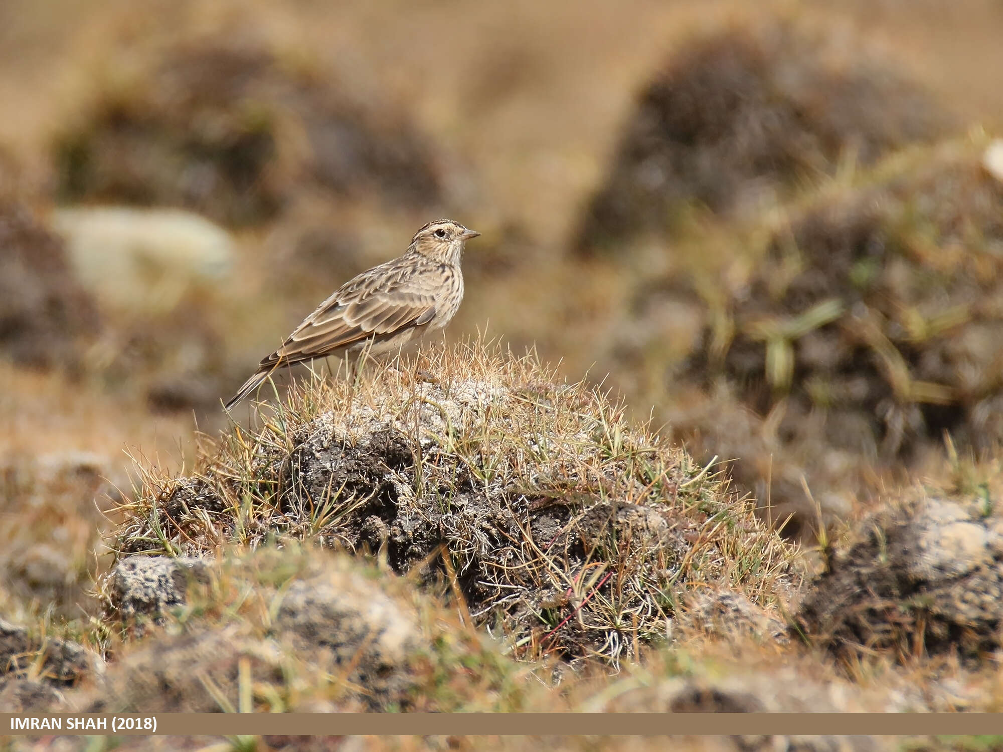 Image of Oriental Skylark