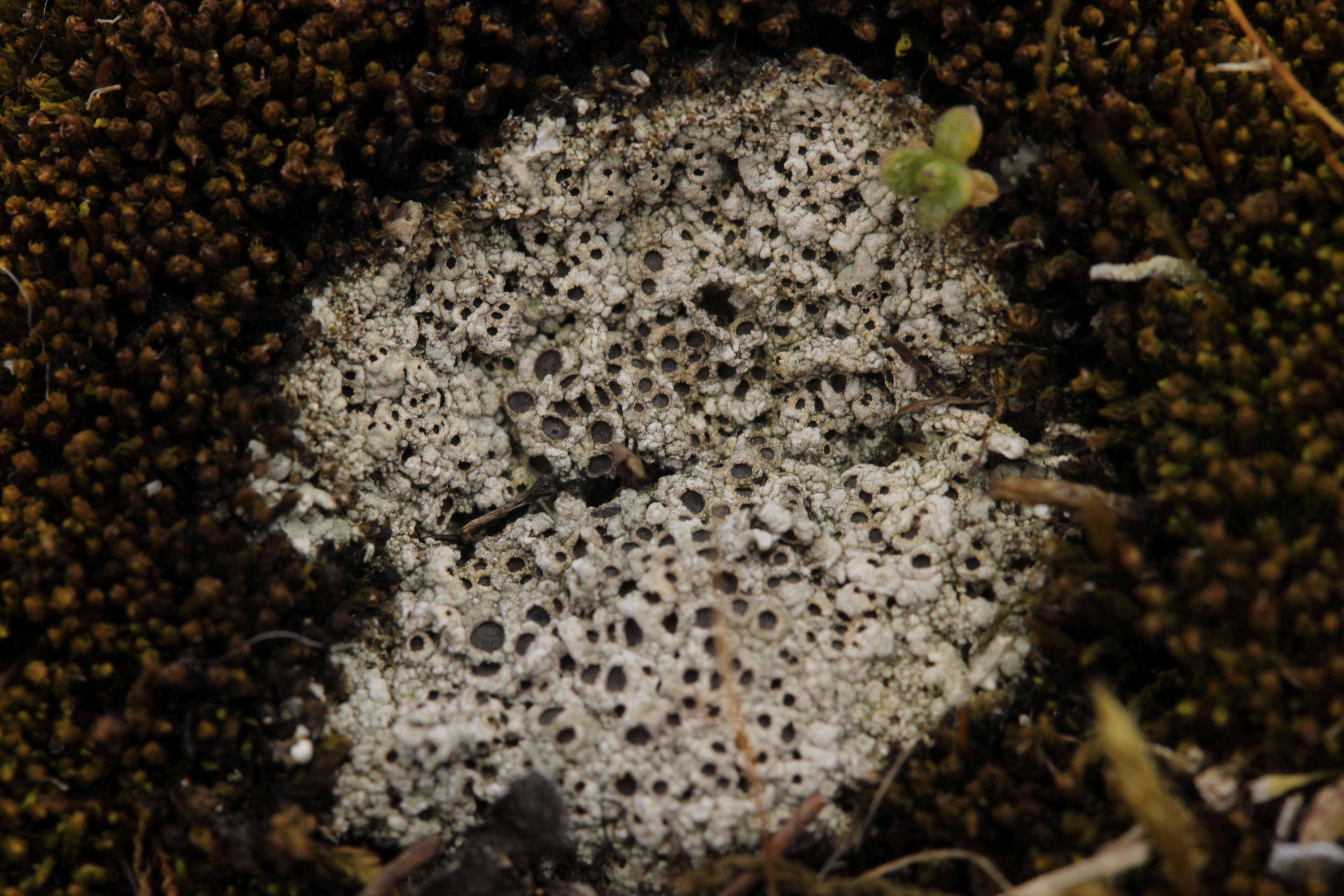 Image of Cow pie lichen