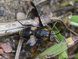 Image of Chrysops caecutiens (Linnaeus 1758)