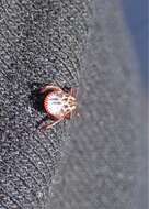 Image of Marsh tick