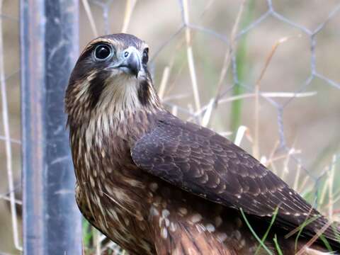 Image of New Zealand Falcon