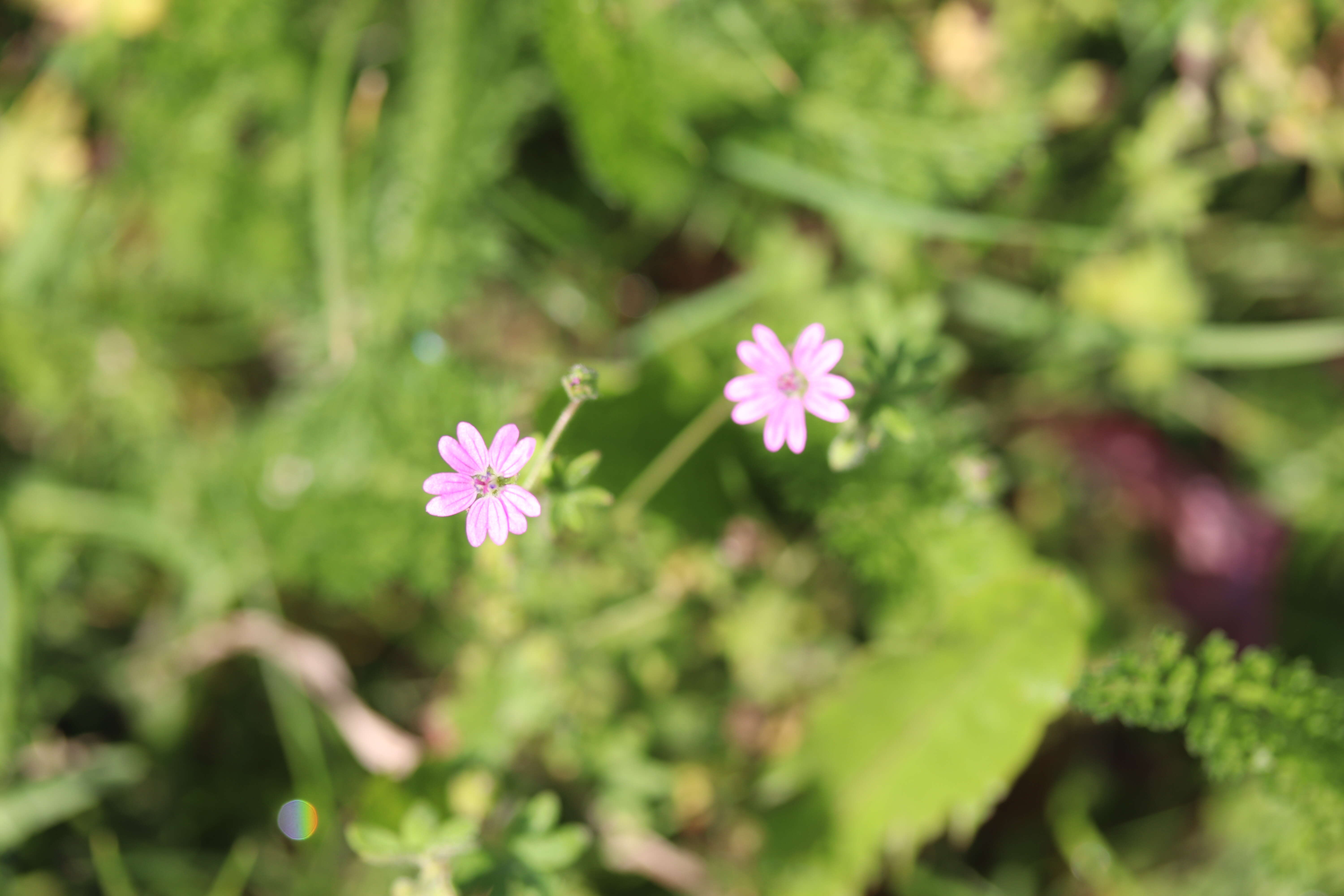 Imagem de Geranium molle L.