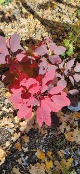 Image of European smoketree