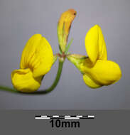 Image of Narrow-leaved Bird's-foot-trefoil