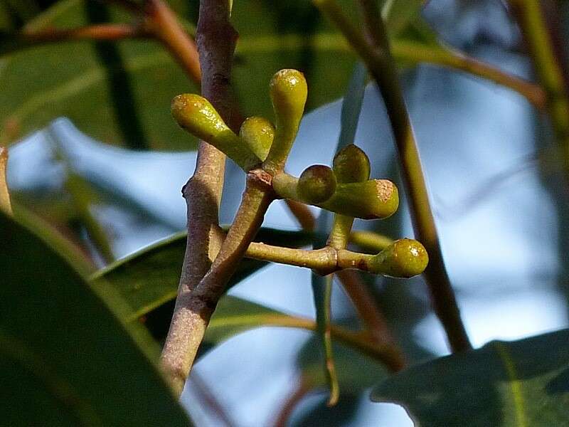 Image of yellow stringybark