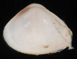 Image of dwarf surfclam