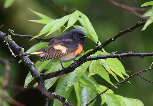 Image of American Redstart