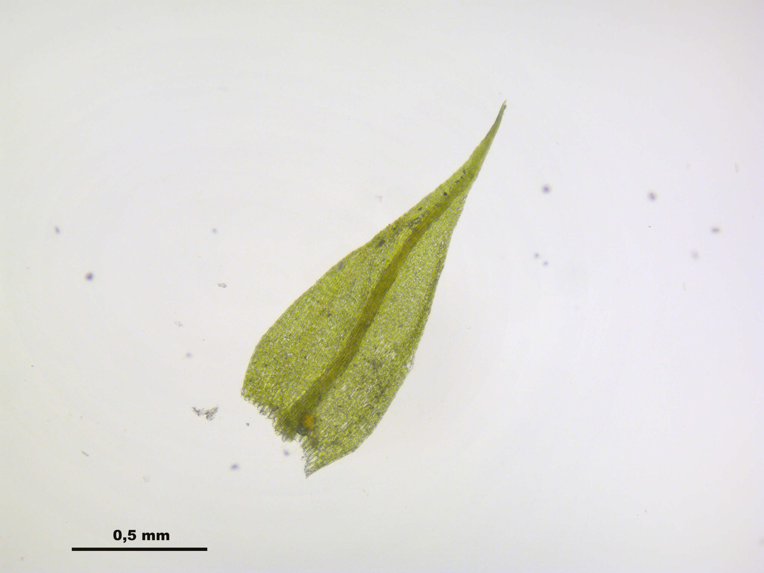 Image of hygroamblystegium moss