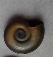 Image of Great Ram's Horn Snail