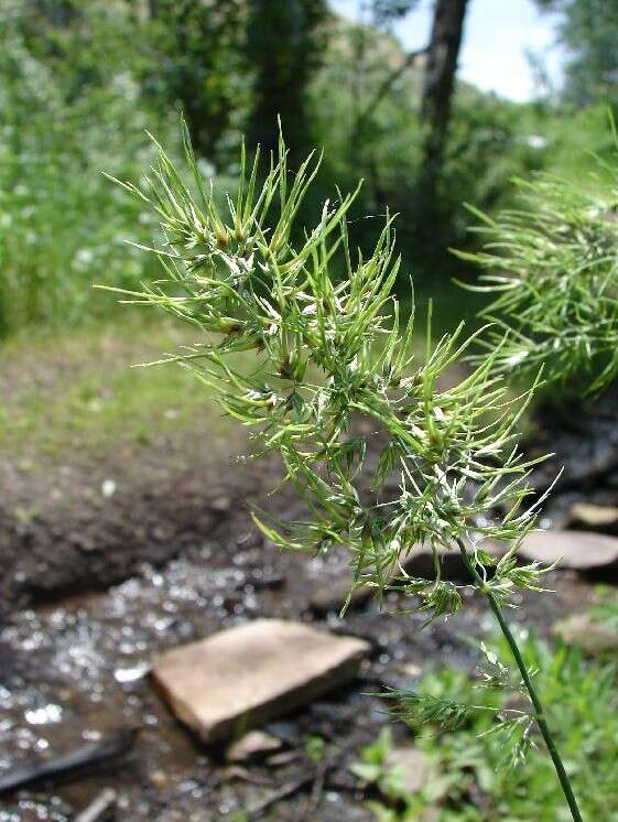 Imagem de Poa bulbosa L.