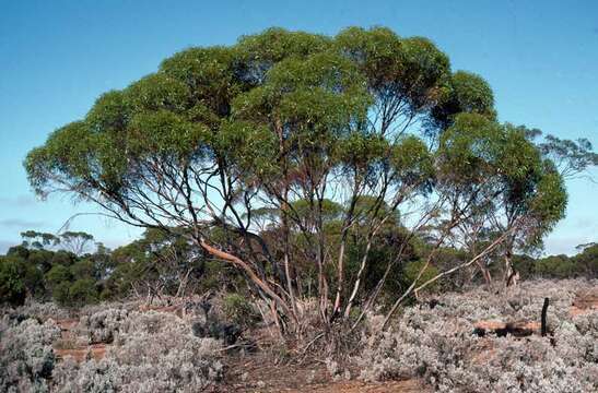 Image de Eucalyptus brachycalyx Blakely