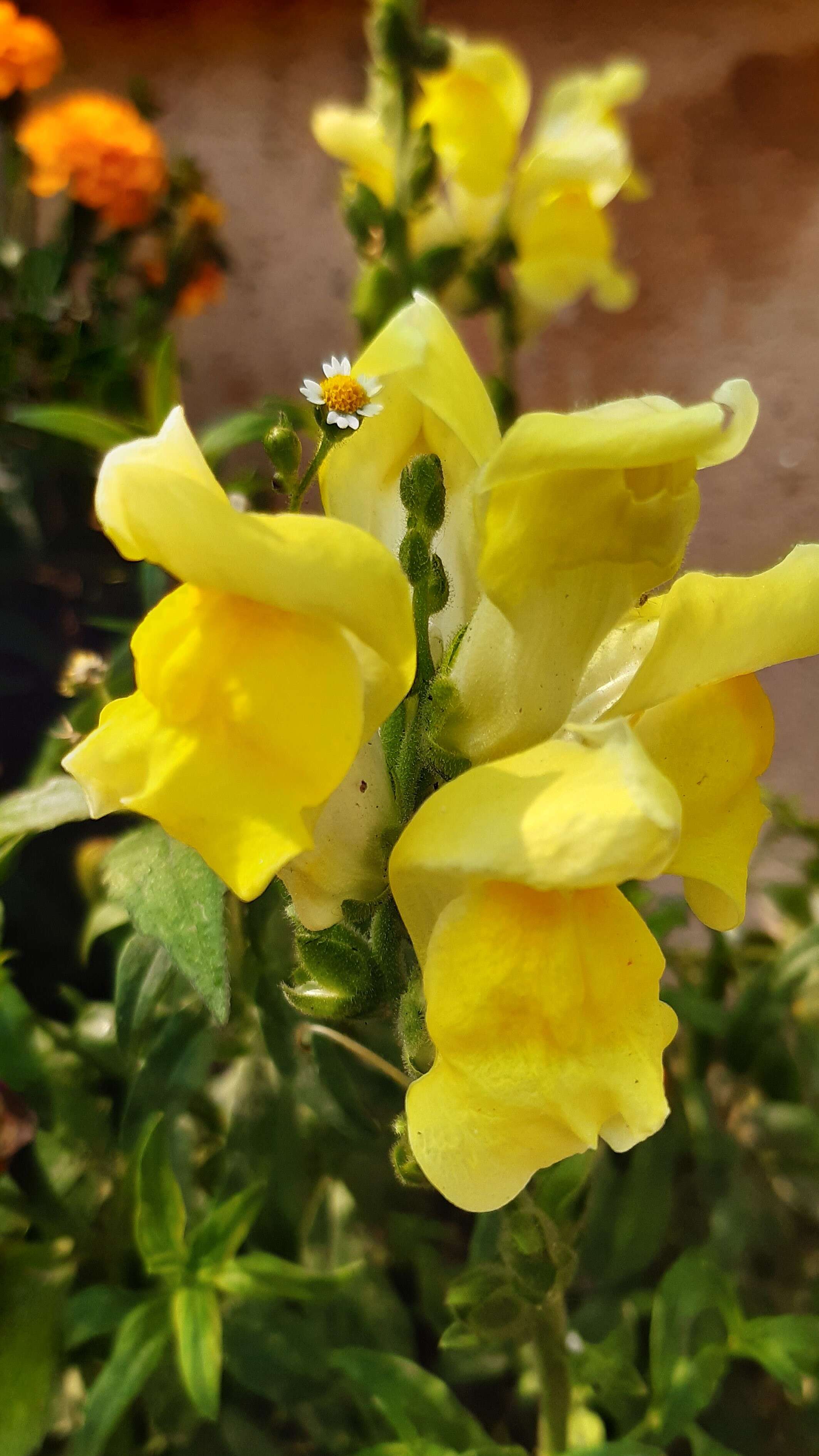 Plancia ëd Antirrhinum majus L.