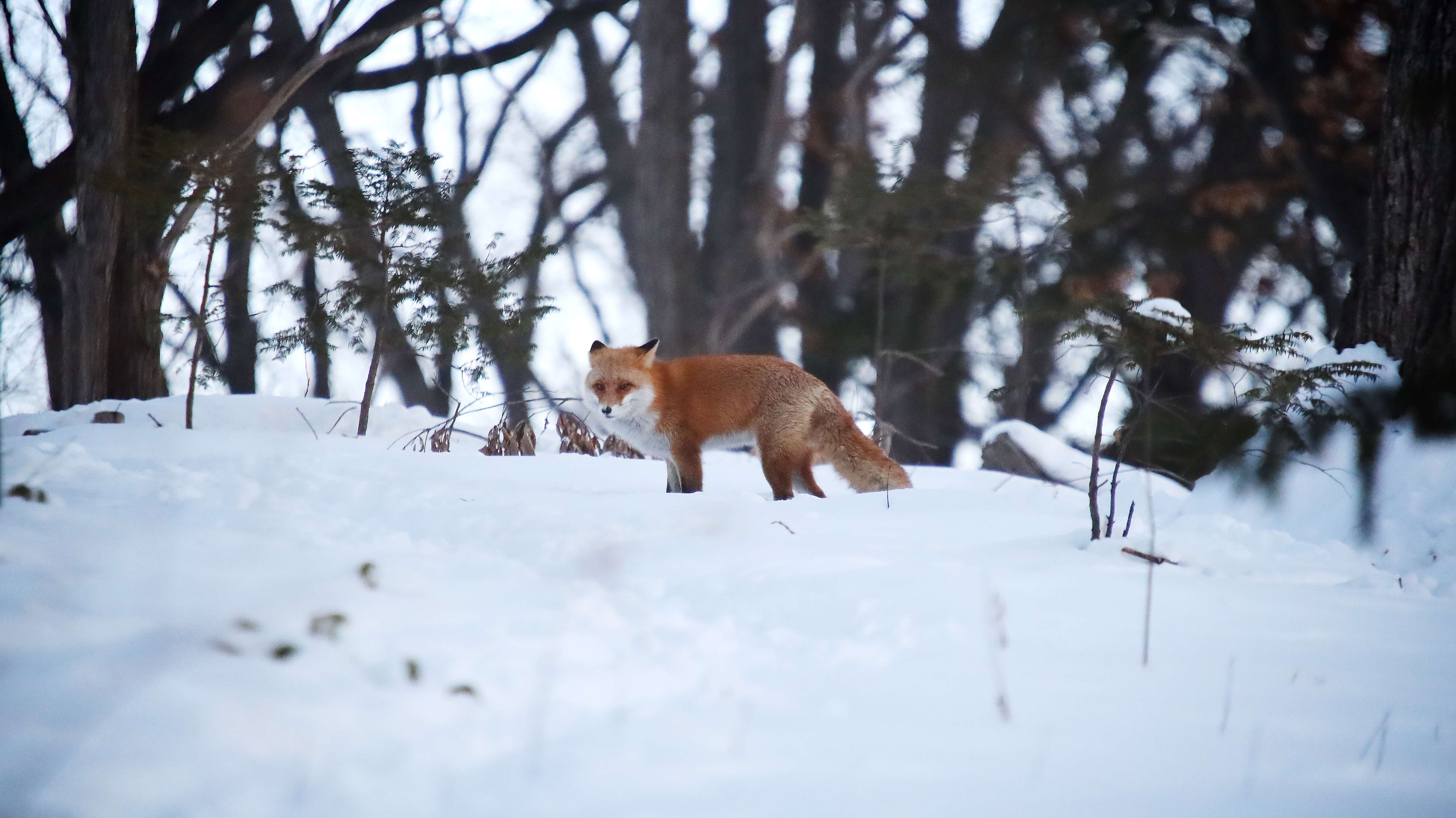 Image of Vulpes vulpes schrencki Kishida 1924