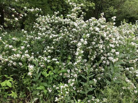 Imagem de Rubus allegheniensis Porter