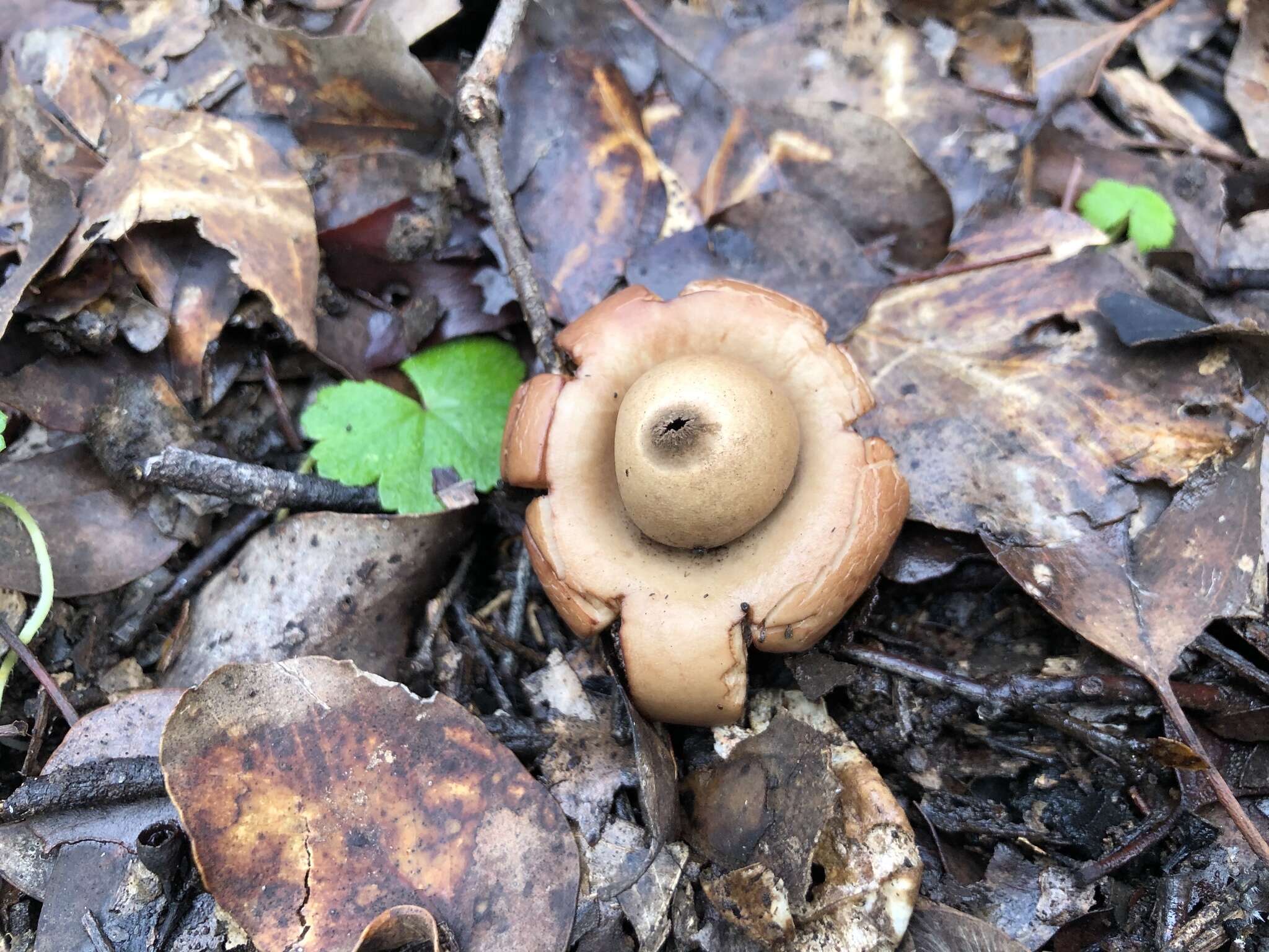 Image of Collared Earthstar