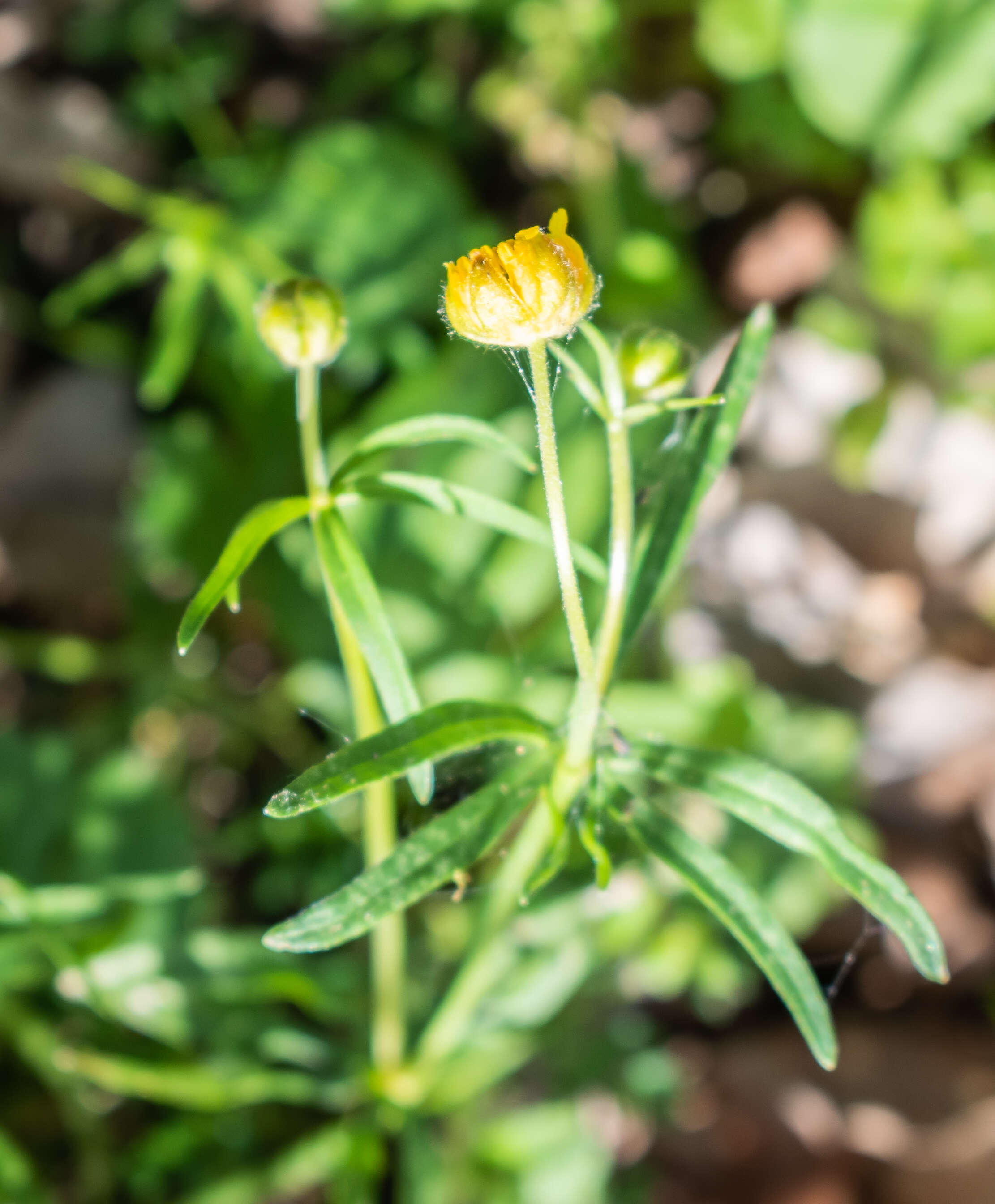 Image of Goldilocks Buttercup