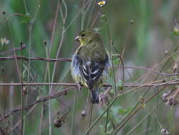 Image of Lesser Goldfinch