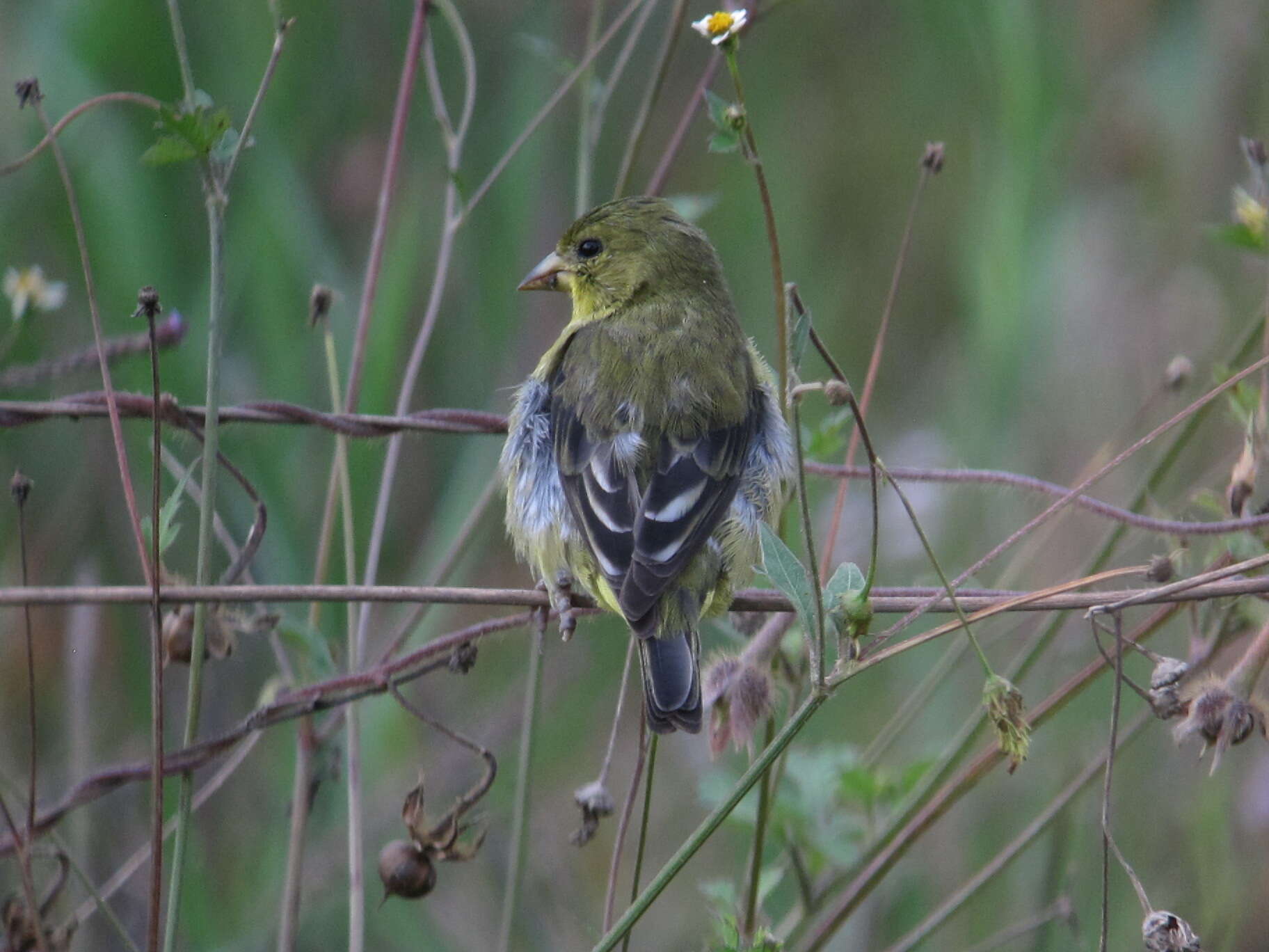 Image of Lesser Goldfinch