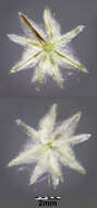 Image of field cudweed