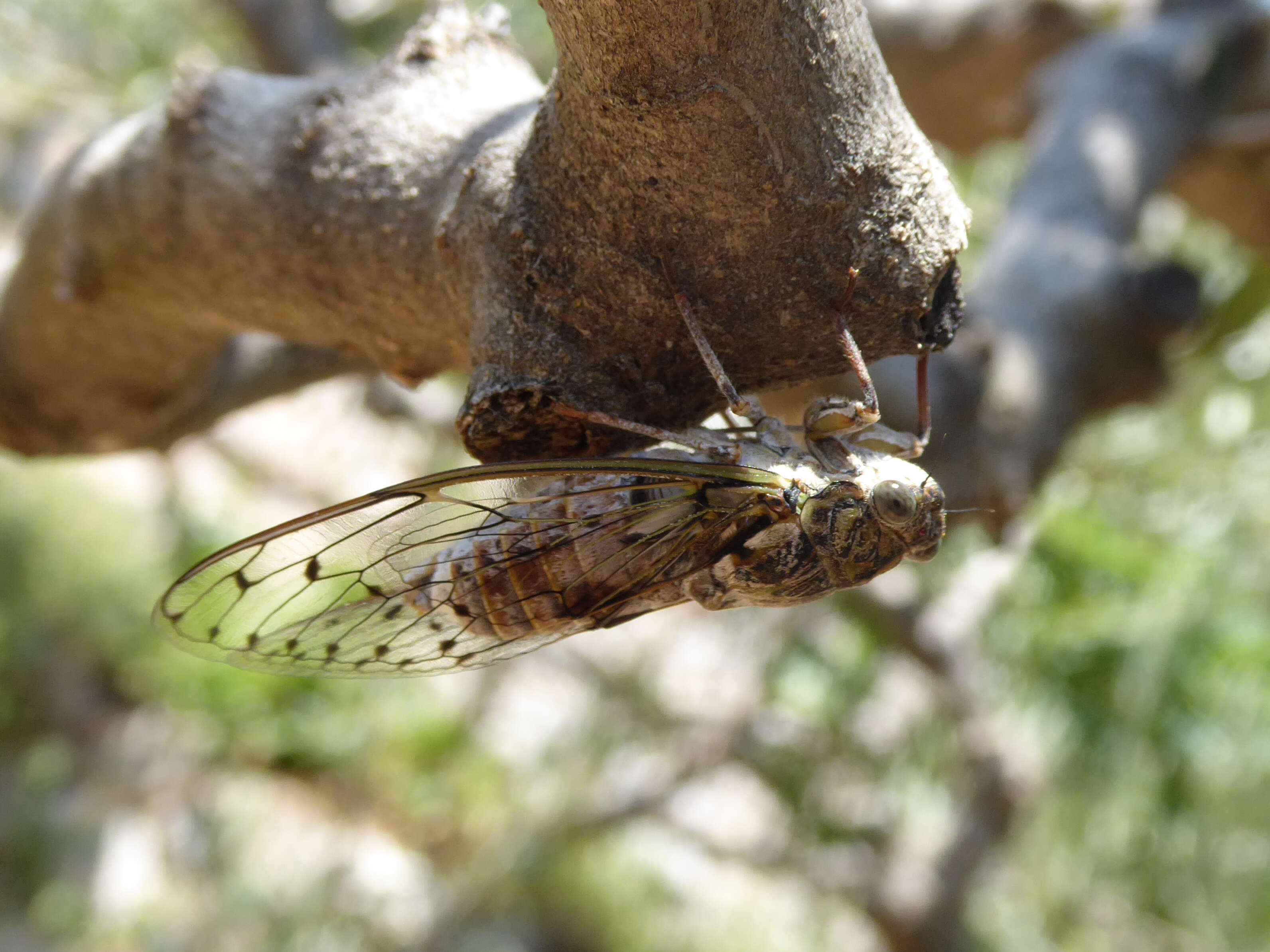 Image of Cicada orni Linnaeus 1758