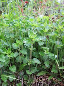 Image of oregano