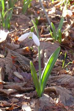 Image of Galanthus plicatus M. Bieb.