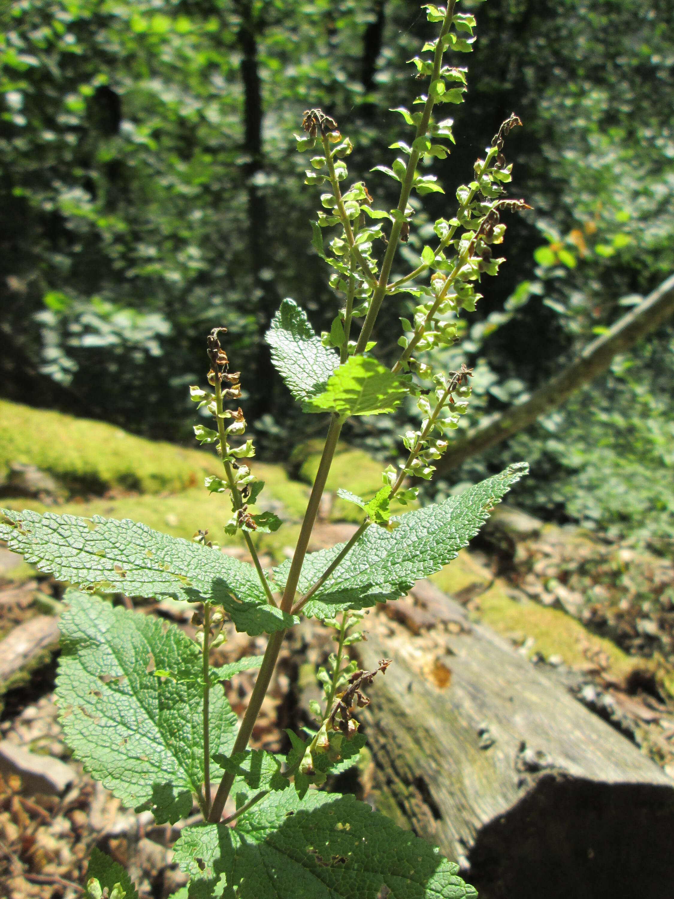 Слика од Teucrium scorodonia L.