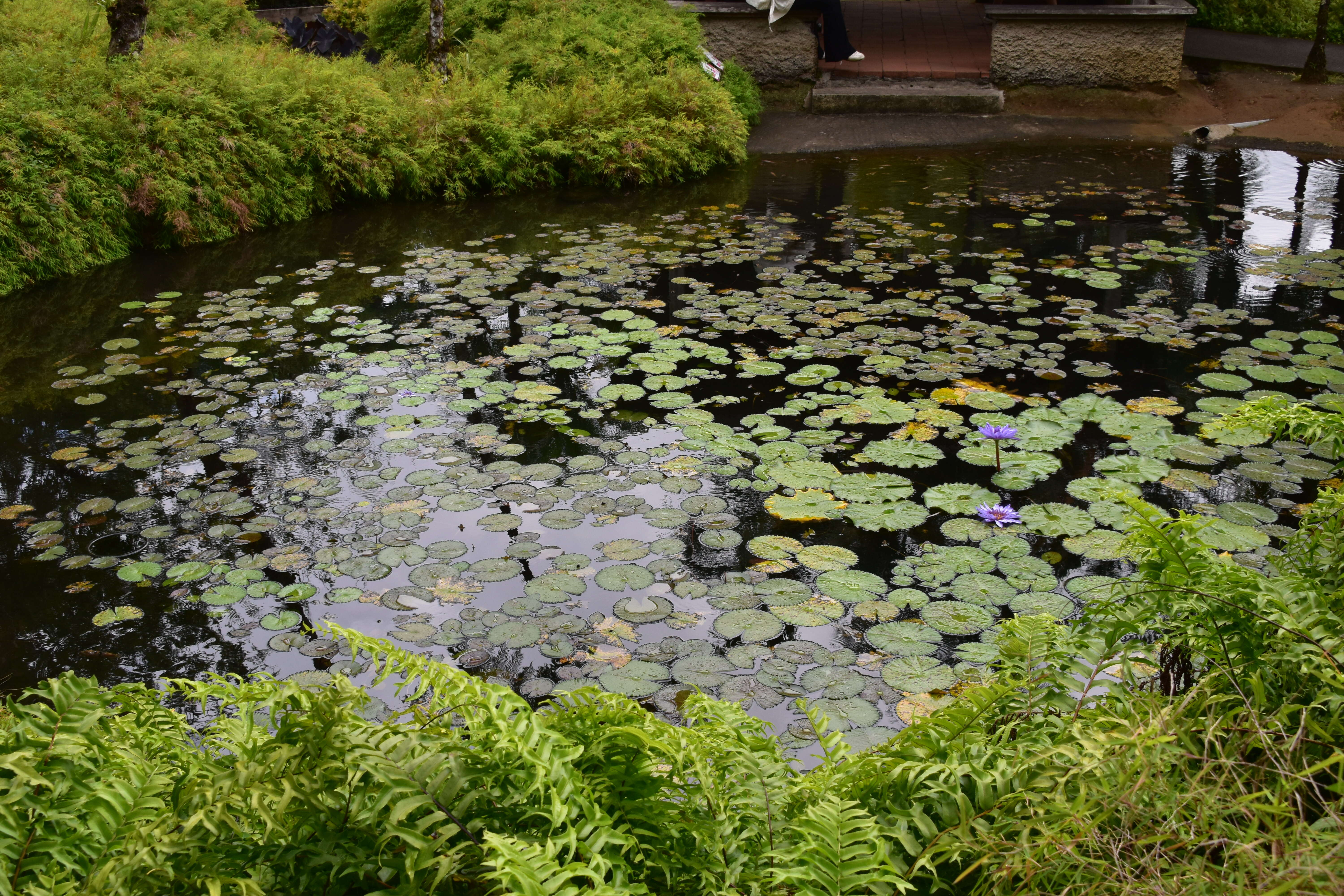 Image of Cape Blue Water-Lily