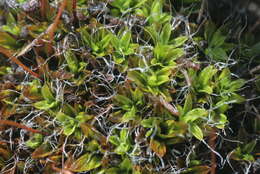 Image of tortula moss