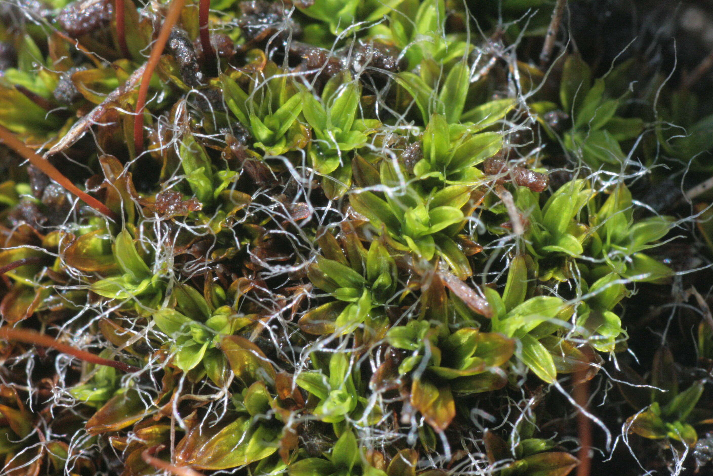 Image of tortula moss