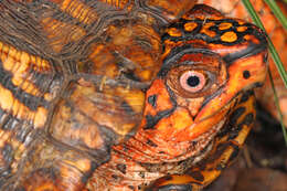 Image of Eastern box turtle