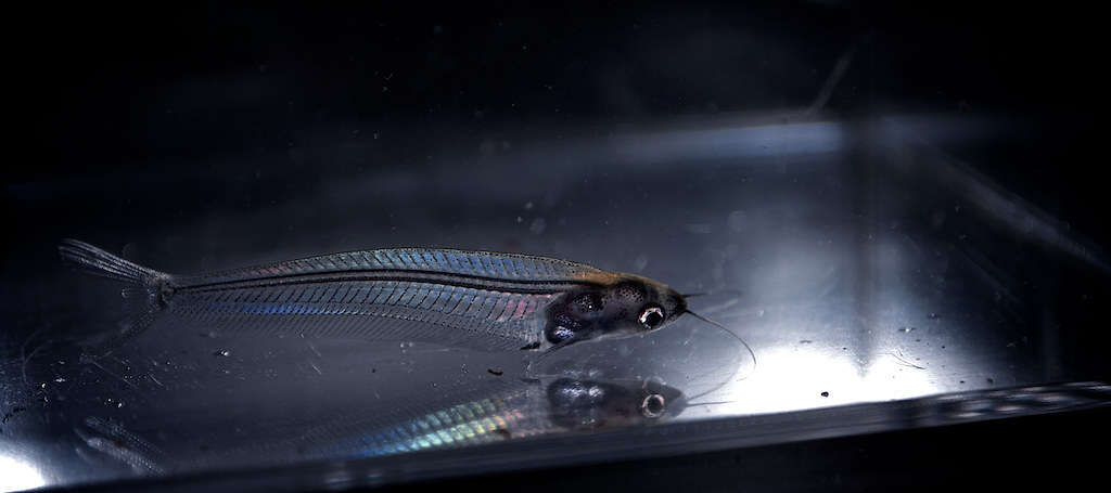 Image of Glass Catfish