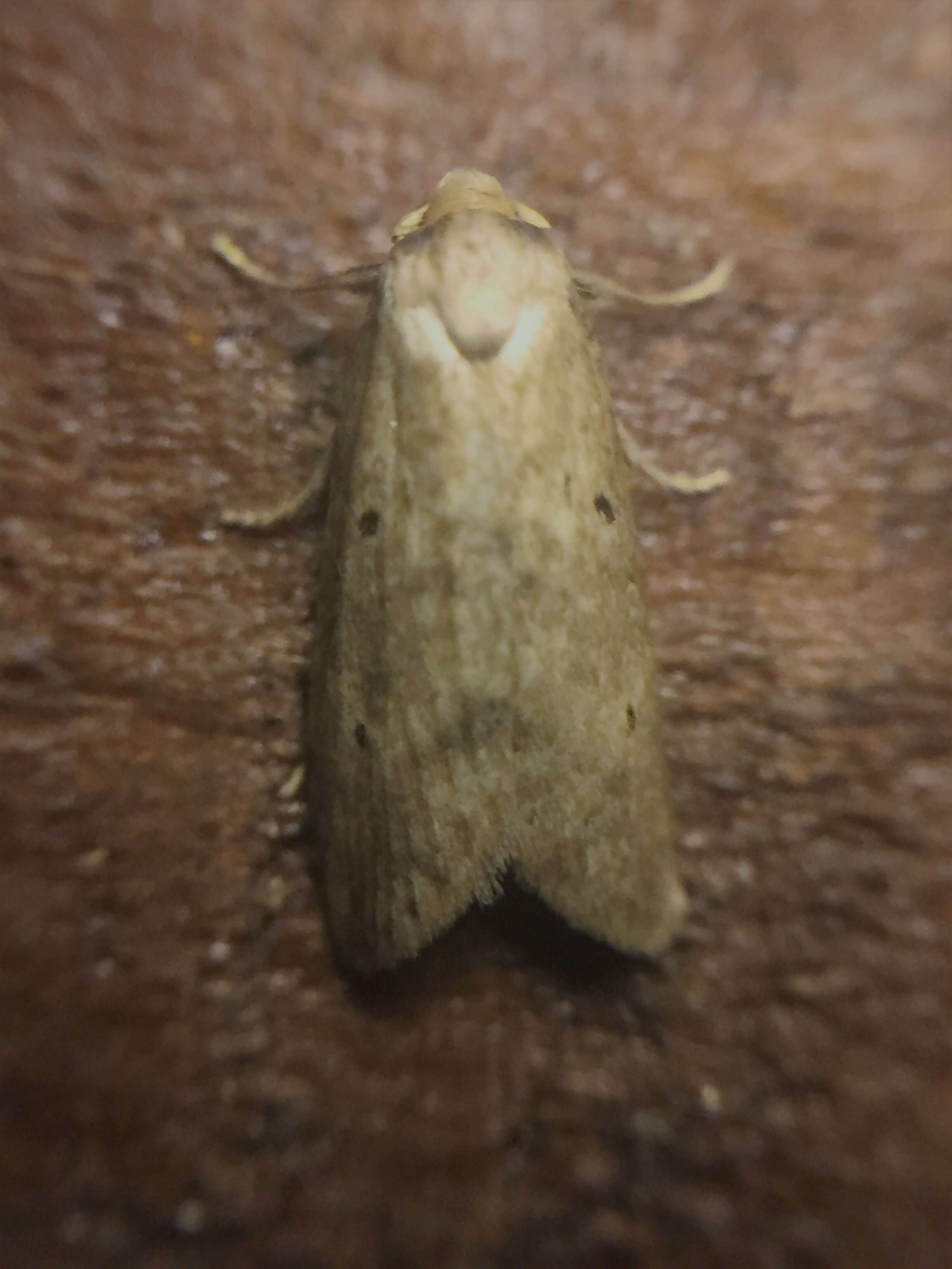 Image of Coprosma shoot borer moth