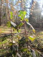 Слика од Teucrium scorodonia L.