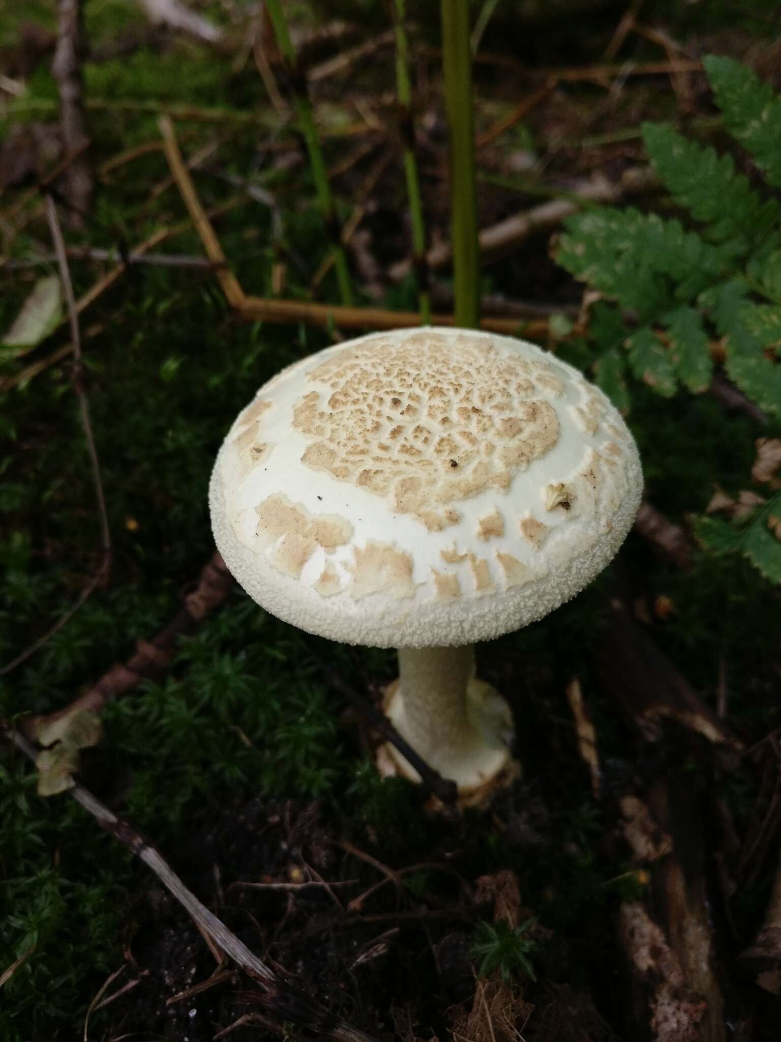 Image of False deathcap