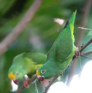 Image of Tui Parakeet